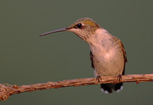 Ruby-throated  Hummingbird (archilochus Colubris)