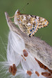 Painted Lady butterfly on milkweed