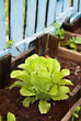 organic Romaine lettuce in a Vegetable Garden