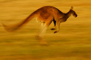 Wall Mural - Western Grey Kangaroo
