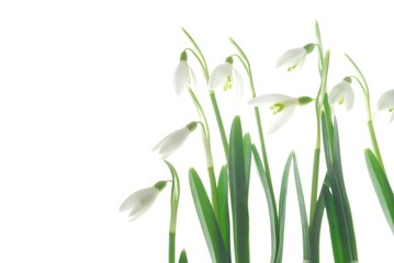 Poster - Close-up of white snowdrops against white background