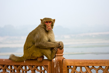 Canvas Print - A golden monkey sitting on a stone railing at Taj Mahal