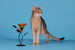 Abyssinian cat with flower