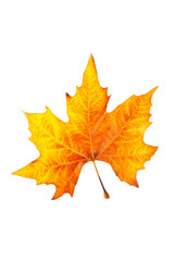 Wall Mural - One maple leaf, isolated on white background