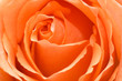 Leinwanddruck Bild - Beautiful pink flower close-up.