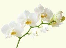 Bunch Of White And Yellow Orchid Flowers