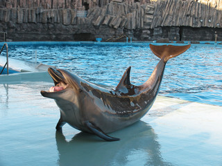 Wall Mural - Bottle-nosed dolphin Tursiops truncatus in the water park