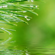 Morning dew on pine needles reflected in rendered water