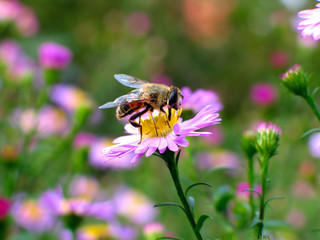 bee on the flower