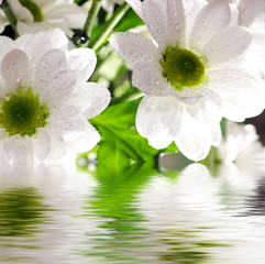 Wall Mural - Daisy-gerbera reflected in the water