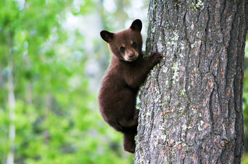 an american black bear cub clings to the side of the tree