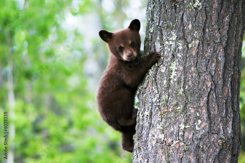 Fotografie, Obraz An American black bear cub clings to the side of the tree