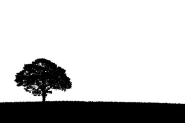 Silhouette of a single tree on a white background