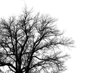 Wall Mural - Silhouette of old tree, grayscale image