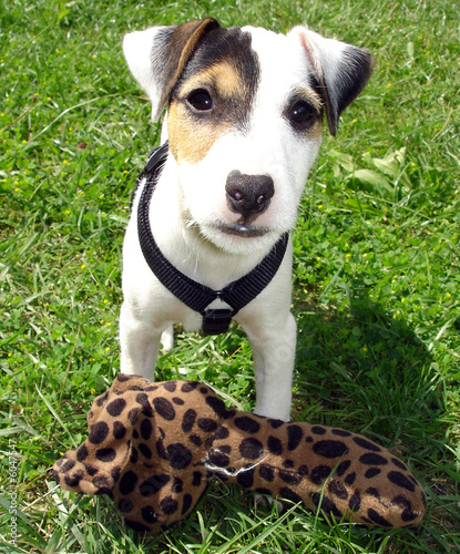 Parson Russel Terrier Bebe Chien Stock Photo Adobe Stock