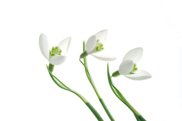 Poster - Close-up of white snowdrops against white background