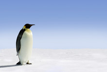 Penguin In Antarctica On A Sunny Day