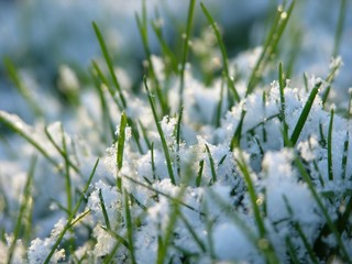 Wall Mural - Close-up of fresh green straws with snow and sun light