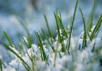 Wall Mural - Close-up of fresh green straws with snow and sun light