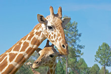 A Mother And Baby Giraffe Together
