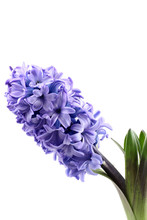 Purple Hyacinth Isolated On White - Seasonal Flower