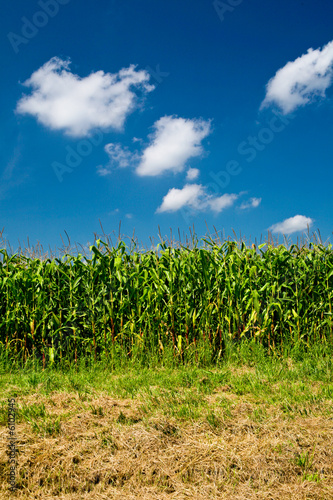 Champ De Mais Cultive Stock Photo Adobe Stock Champ De Mais Cultive Stock Photo Adobe Stock