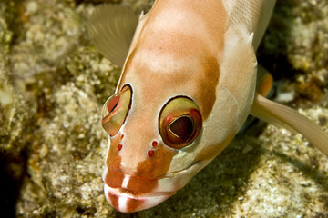 blacktip grouper (epinephelus fasciatus)