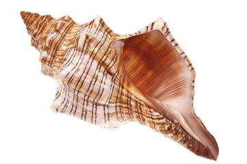 Wall Mural - exotic sea shell isolated on white #1