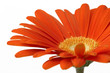 canvas print picture - red gerber daisy 