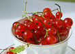Fresh red currant in cup in sun lights near window
