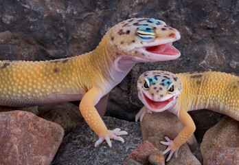 Wall Mural - laughing geckos