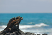 Marine Iguana On The Rocks, Galapagos Islands, Ecuador