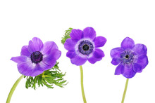 Three Beautiful Purple Anemone Flowers
