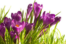 Group Of Early Spring Crocuses In Grass