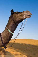 Wall Mural - Head of a camel on safari - Thar desert, Rajasthan, India