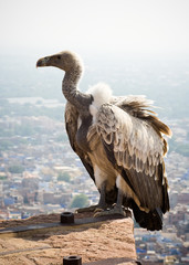 Canvas Print - A white backed vulture perched on a wall at Meherangarh fort