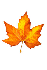 one maple leaf, isolated on white background
