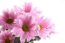 Pink Daisy Flowers Isolated On White - Close-ups