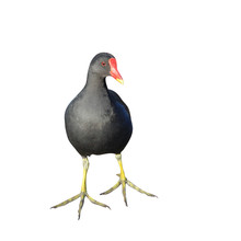 Common Moorhen Isolated With Clipping Path Embeded