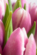 Close-up of fresh spring tulips
