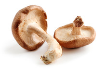 Two Fresh Shiitake Mushrooms Isolated On White Background