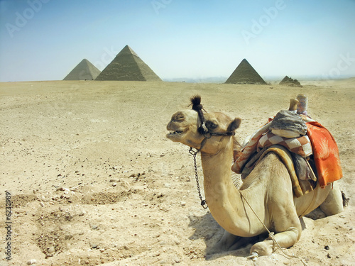 Naklejka na kafelki Symbol Egypt's - Cairo, Giza - camel with pyramids