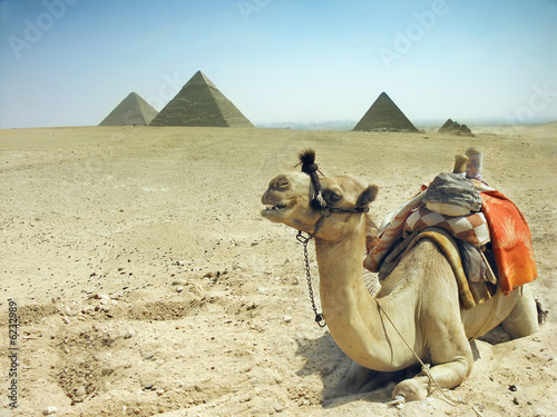 Tapeta ścienna na wymiar Symbol Egypt's - Cairo, Giza - camel with pyramids