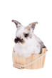 canvas print picture - Cute little bunny sitting in a small bath tub