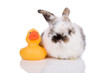 Leinwanddruck Bild - Cute little bunny sitting on white with a bath duck