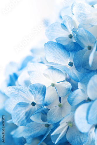 Obraz w ramie Hydrangea flowers background