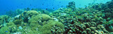 Fototapeta Do akwarium - Underwater panoramic 