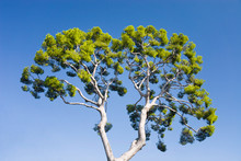 Pine-tree On Blue Sky Background.