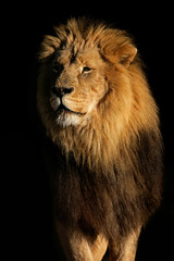 Poster - Big male African lion (Panthera leo)