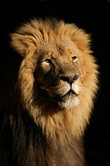Wall Mural - big male african lion (panthera leo)
